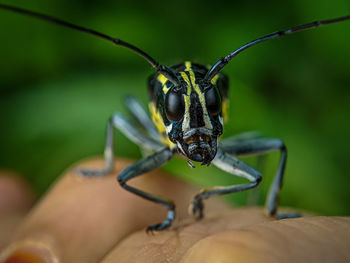 Close-up of longhorn on hand