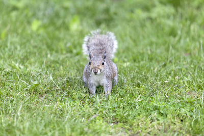 Gray curious squirrel in the park