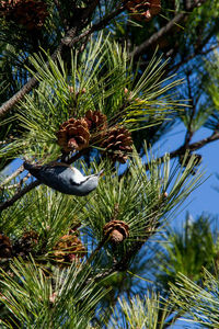 Palm trees against sky