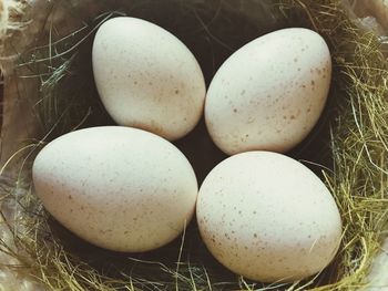 Close-up of eggs