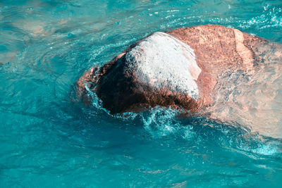 High angle view of person swimming in pool