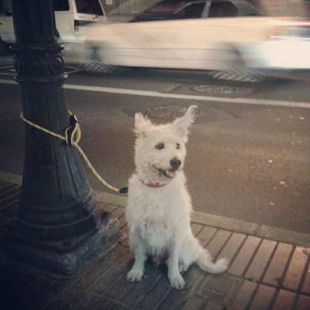 one animal, animal themes, pets, domestic animals, mammal, dog, portrait, looking at camera, street, transportation, sitting, full length, front view, standing, day, outdoors, high angle view, road, no people, white color