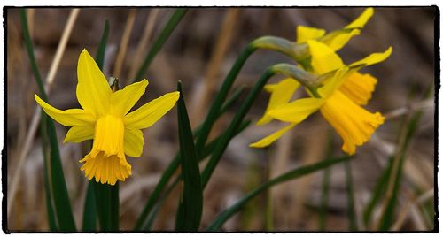 Close-up of yellow daffodil blooming outdoors