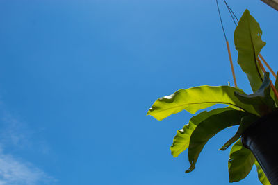 Low angle view of yellow tree against blue sky