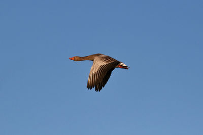 Low angle view of eagle flying against clear blue sky