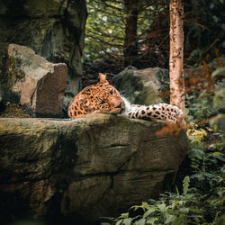 Cheetah on rock