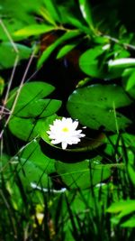 Close-up of white flowers