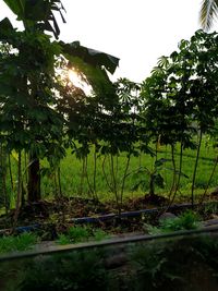 Trees on field against sky