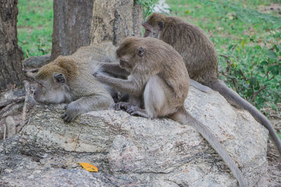 Family sitting on tree