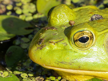 Close-up of a frog in lily pads on a sunny day  with a spider perched on face