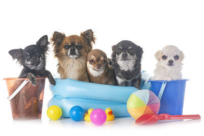 Portrait of chihuahuas in wading pool with toys against white background