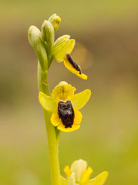 Close-up of yellow flowering plant