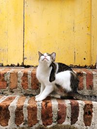 Cat sitting on wall