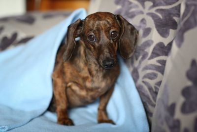 Close-up portrait of dog on bed at home