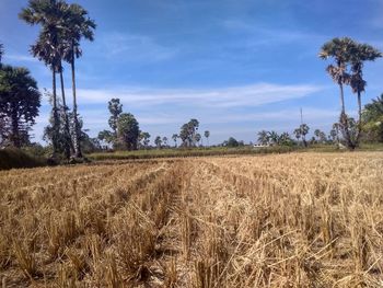 Crops growing on field against sky