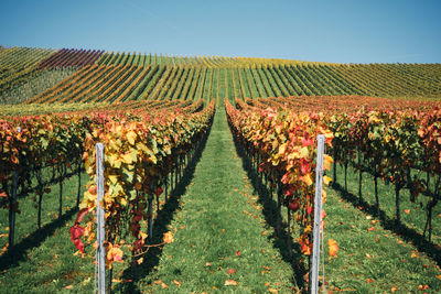 View of vineyard against sky