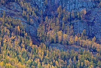 Trees in forest