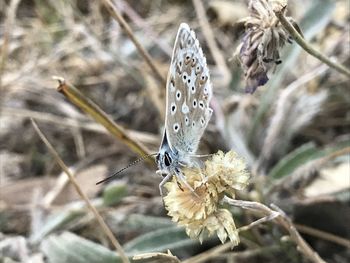 Close-up of butterfly pollinating on flower