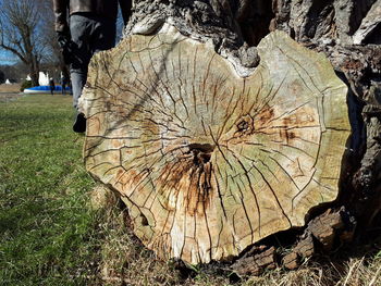 Close-up of tree stump on field