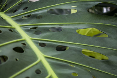 Full frame shot of green leaves