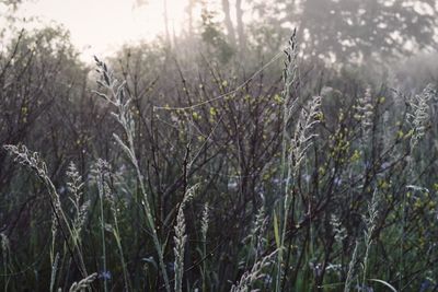 Close-up of fresh plants in forest