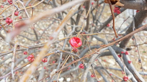 Close-up of red berries on tree