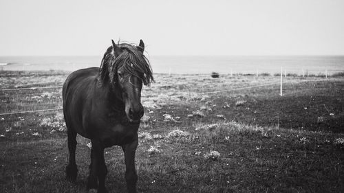 Horse standing in a field