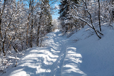 snow