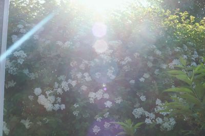 Sun shining through trees in forest