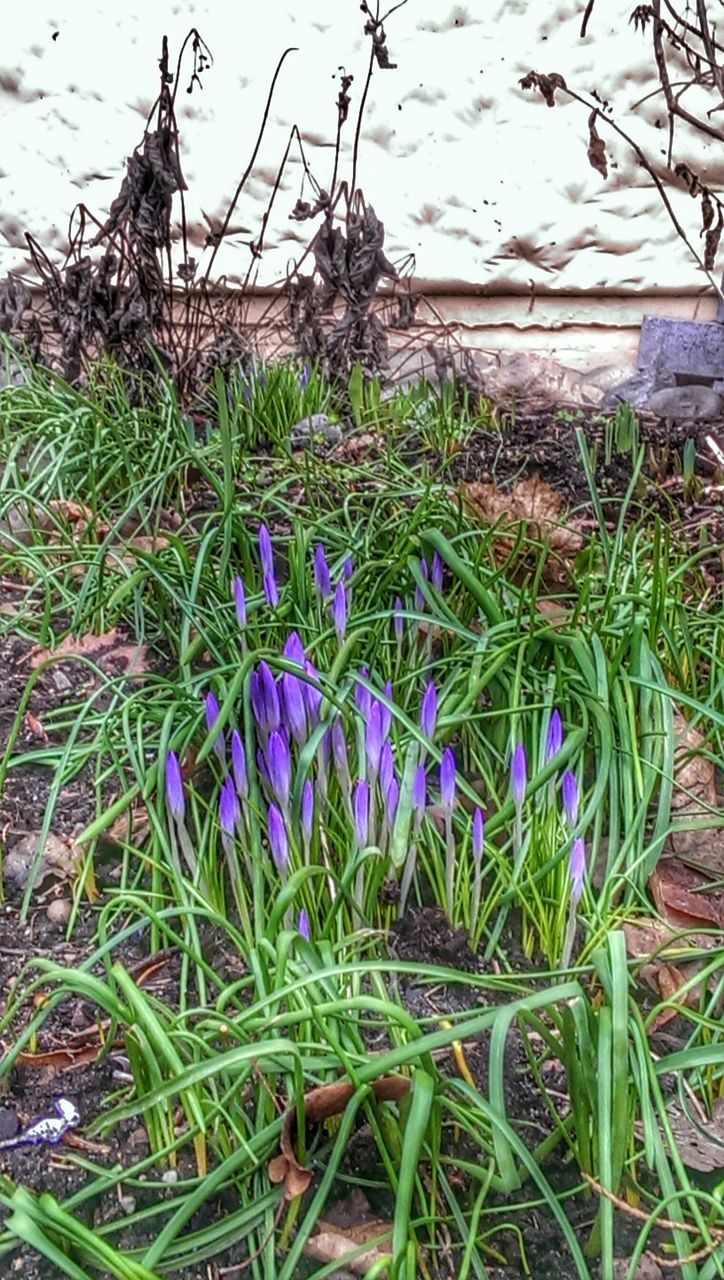 growth, grass, plant, flower, nature, beauty in nature, tranquility, field, freshness, fragility, growing, day, purple, uncultivated, tranquil scene, wildflower, outdoors, no people, close-up, green color