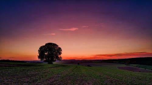 Scenic view of field with trees against sky during sunset
