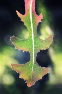 Close-up of leaves