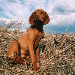 Dog looking away on field