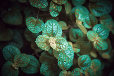 Full frame shot of flowering plant