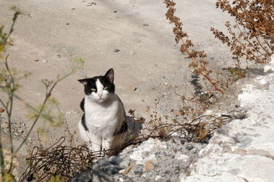 High angle view of cat sitting on land