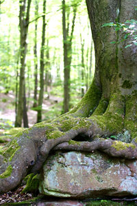 Close-up of tree trunk in forest