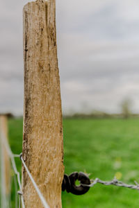 Close-up of wooden post on tree trunk