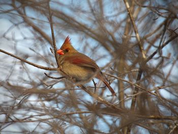 Bird perching on branch