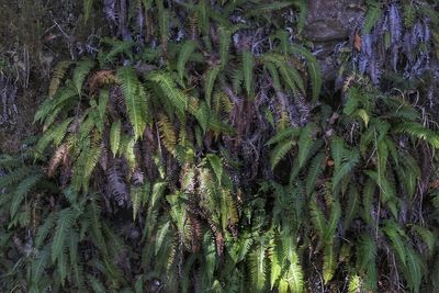 High angle view of succulent plant in forest