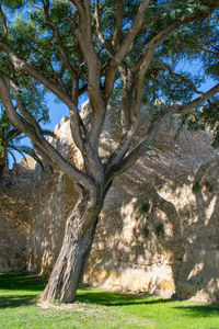 Trees on landscape