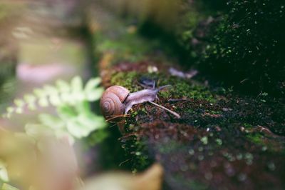 Close-up of snail