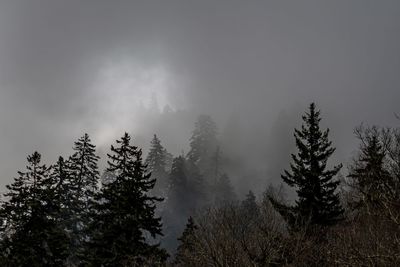 Pine trees in forest against sky