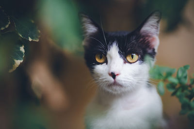 Close-up portrait of cat outdoors