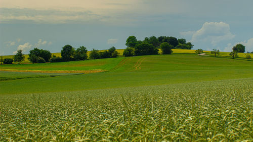 Scenic view of agricultural field against sky