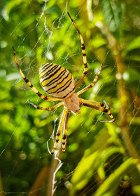 Close-up of spider on web