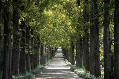 Footpath amidst meta sequoia trees in forest