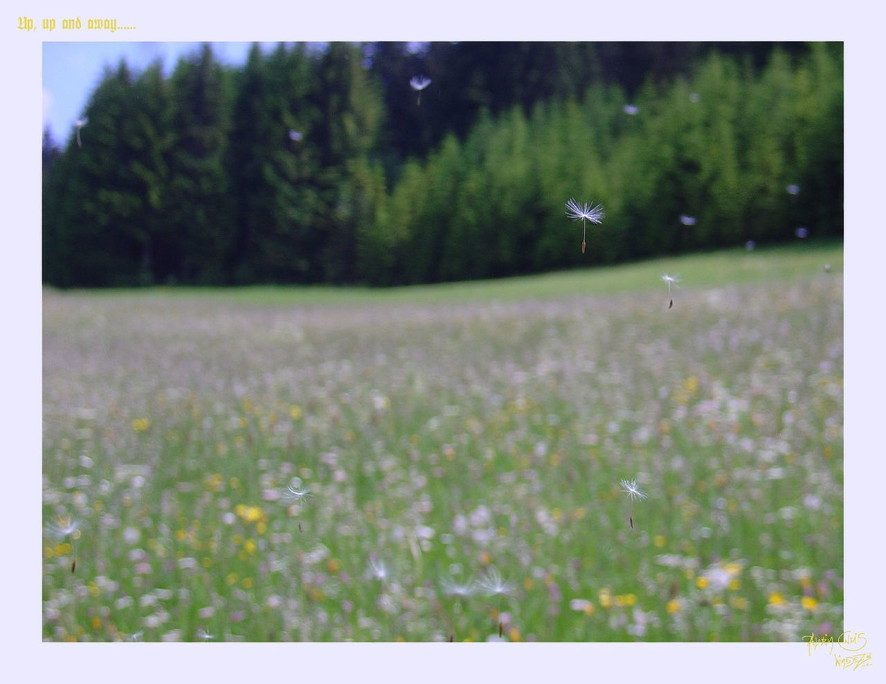 PLANTS GROWING ON FIELD