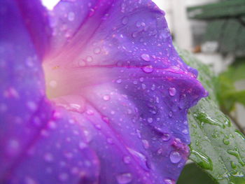 Close-up of raindrops on pink flower