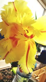 Close-up of yellow flower