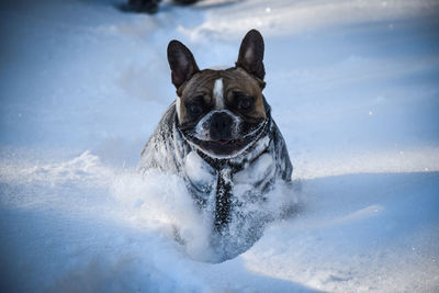 Happy to run in the snow